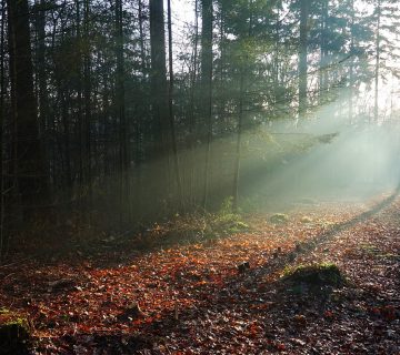 Een vakantie op de Veluwe